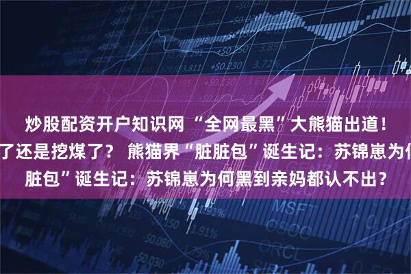 炒股配资开户知识网 “全网最黑”大熊猫出道!网友:这是去偷袈裟了还是挖煤了? 熊猫界“脏脏包”诞生记:苏锦崽为何黑到亲妈都认不出?
